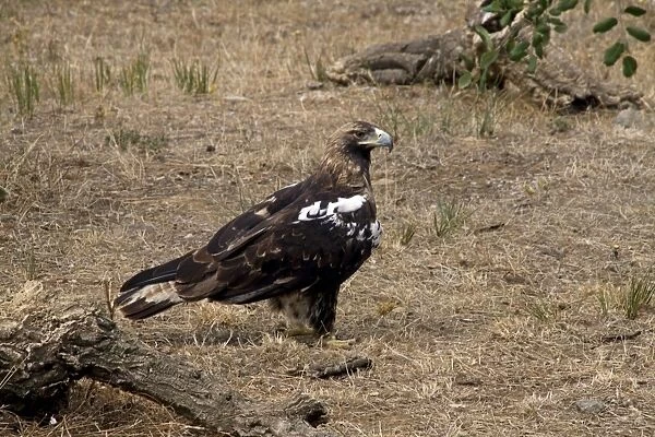 Spanish Imperial Eagle (Aquila adalberti) adult, standing on ground in dehesa, Extremadura, Spain, september
