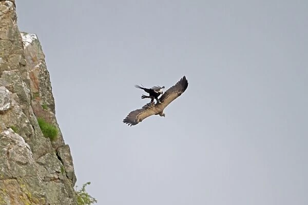 Spanish Imperial Eagle (Aquila adalberti) adult, in flight, attacking Eurasian Griffon Vulture (Gyps fulvus)