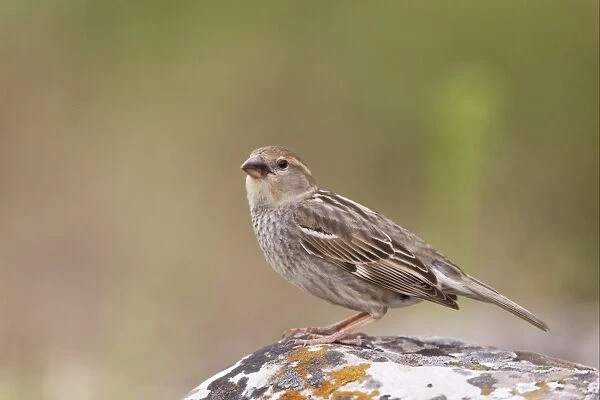 Spanish Sparrow (Passer hispaniolensis) adult female, standing on rock, Bulgaria, may