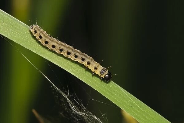 Spindle Ermine (Yponomeuta cagnagella) caterpillar, crawling along grass blade, Bexley, Kent, England, May