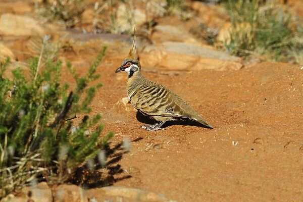Spinifex Pigeon (Geophaps plumifera) adult male, standing on ground, Pound Walk, Ormiston Gorge, West MacDonnell N. P