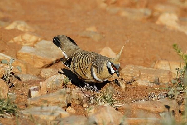 Spinifex Pigeon (Geophaps plumifera) adult male, in coutship display, Pound Walk, Ormiston Gorge, West MacDonnell N. P