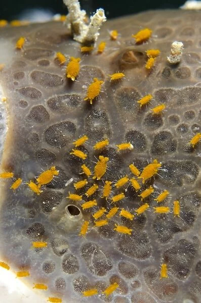Sponge Isopod (Santia sp. ) group, Lembeh Straits, Sulawesi, Sunda Islands, Indonesia, January
