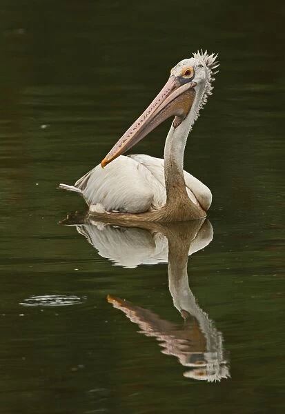 Spot-billed Pelican (Pelecanus philippensis) adult, swimming on lake, Colombo, Sri Lanka, november