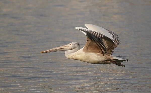 Spot-billed Pelican (Pelecanus philippensis) adult, in low flight over water, Sri Lanka