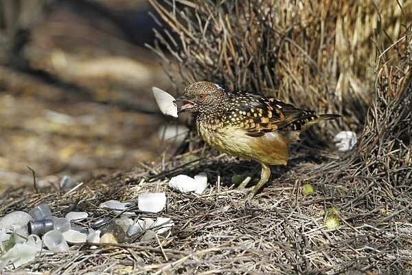 Spotted Bowerbird (Ptilonorhynchus maculatus) adult male, rearranging white shells at bower structure, Ormiston Gorge