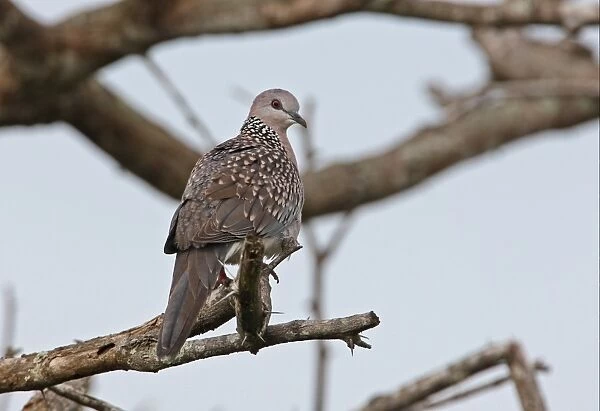 Spotted Dove (Streptopelia chinensis ceylonensis) endemic race, adult, perched on branch, Sri Lanka, december