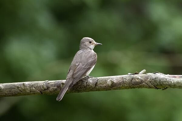 Spotted flycatcher, A summer breeding visitor to Britain