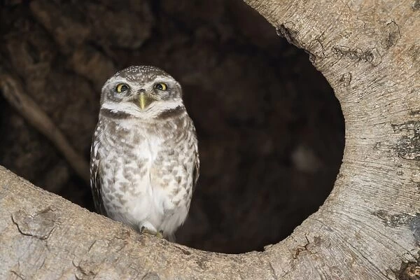 Spotted Owlet (Athene brama) adult, perched in tree hole, Kanha N. P. Madhya Pradesh, India