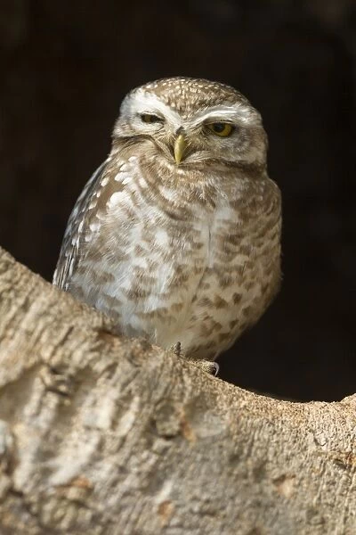 Spotted Owlet (Athene brama) adult, perched in tree cavity, Kanha N. P. Madhya Pradesh, India, March