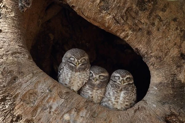 Spotted Owlet (Athene brama) three adults, roosting in tree hole, Kanha N. P. Madhya Pradesh, India, november
