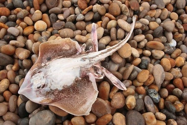 Spotted Ray (Raja montagui) dead adult, washed up on pebble beach, Chesil Beach, Dorset, England, january