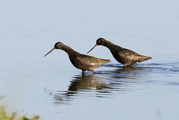 Spotted Redshank (Tringa erythropus) two adults, summer plumage, wading in water, Titchwell, Norfolk, England, july