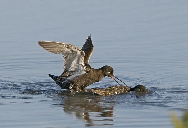 Spotted Redshank (Tringa erythropus) two adults, summer plumage, fighting in water, Titchwell, Norfolk, England, july