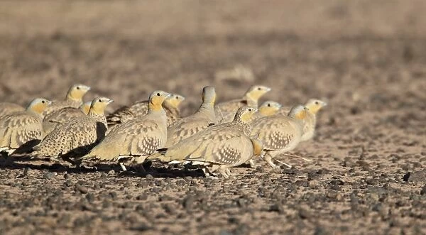 Spotted Sandgrouse (Pterocles senegallus) adult males and females, flock standing in desert, near Erg Chebbi, Morocco, february