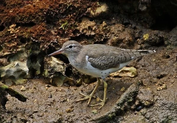 Spotted Sandpiper (Actitis macularia) adult, moulting into breeding plumage, standing on muddy bank, Port Antonio