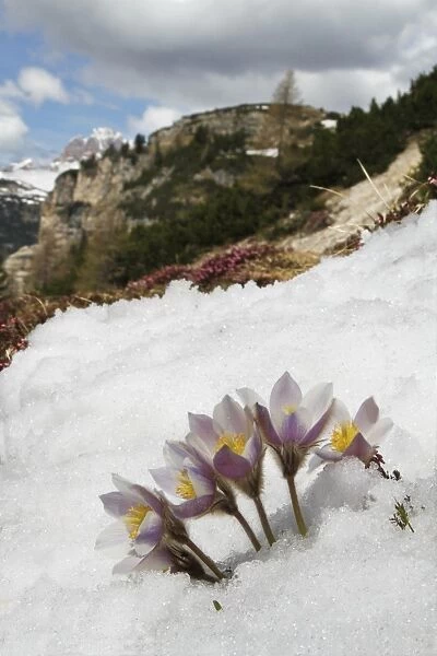 Spring Pasqueflower (Pulsatilla vernalis) flowering, emerging through snow on high mountain habitat, Dolomites