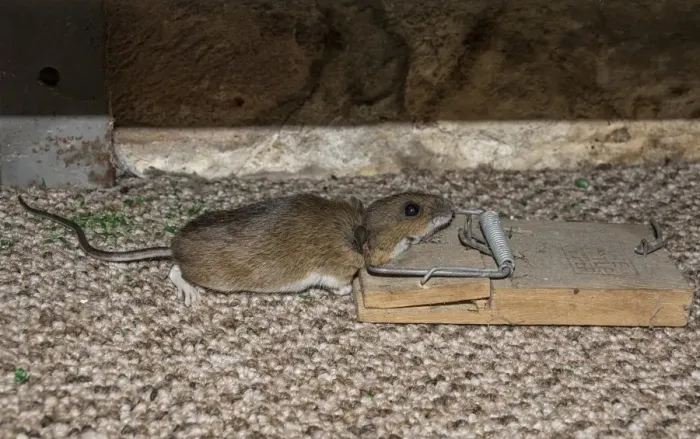 Framed Print : Yellow necked mouse caught in mouse trap Print (Spring) Framed Print : Yellow necked mouse caught in mouse trap Print (Spring)