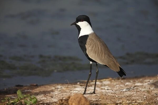 Spur-winged Lapwing (Vanellus spinosus) adult, standing on shore, Gambia, january