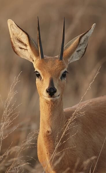 Steenbok (Raphicerus campestris) adult male, close-up of head and neck, in evening sunlight, Kalahari, South Africa