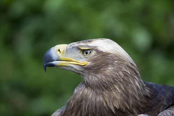 Steppe Eagle (Aquila nipalensis) adult, close-up of head, (captive)