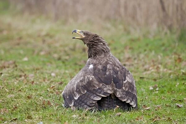 Steppe Eagle (Aquila nipalensis) adult, with open beak in aggressive posture, on ground mantling prey, (captive)