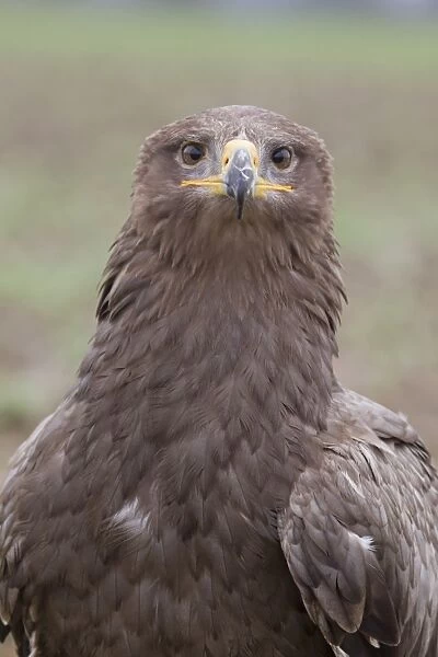 Steppe Eagle (Aquila nipalensis) adult, close-up of head and breast (captive)