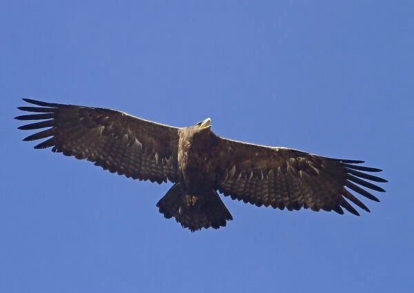 Steppe Eagle (Aquila nipalensis) adult, in flight, calling, Northern India, january