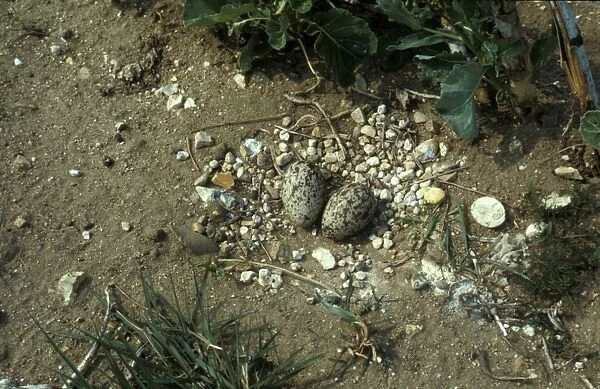 Stone Curlew (Numenius arquata) Nest and two eggs