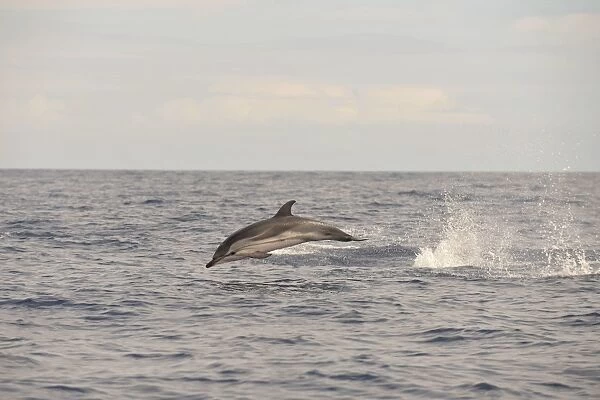 Striped Dolphin (Stenella coeruleoalba) adult, leaping out of water, Azores, June