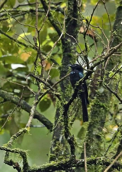 Sumatran Drongo (Dicrurus sumatranus sumatranus) adult, perched on branch, Kerinci Seblat N. P
