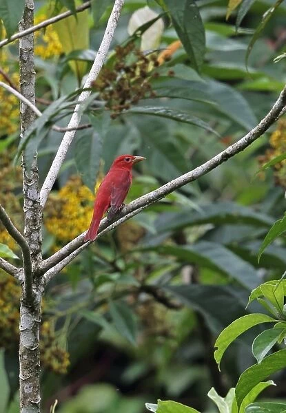 Summer Tanager (Piranga rubra) adult male, perched on branch, Rio Indio, Panama, October