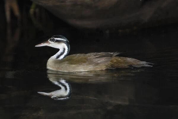 Sungrebe (Heliornis fulica) adult male, swimming in flooded forest, Tortuguero N. P. Limon Province, Costa Rica. August