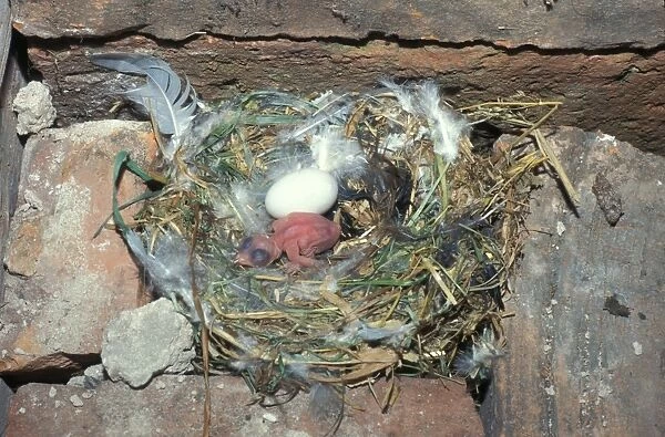 Swift (Apus apus) Egg and newly hatched chick