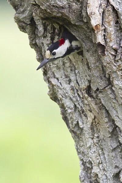 Syrian Woodpecker (Dendrocopos syriacus) adult male, at nesthole entrance in tree trunk, Bulgaria, may
