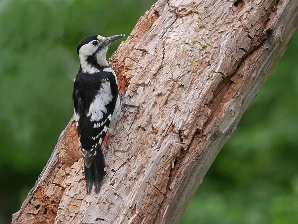 Syrian Woodpecker (Dendrocopos syriacus) adult female, foraging on rotting tree trunk, Bulgaria, May