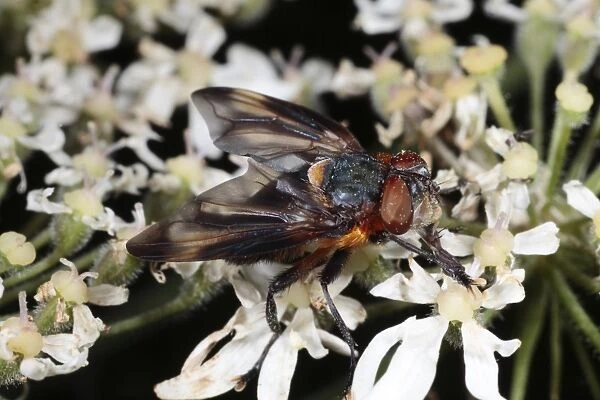 Tachinid Fly (Alophora hemiptera) adult male, feeding on Hogweed (Heracleum sphondylium) flower, Powys, Wales, july