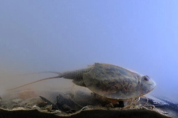 Tadpole Shrimp (Triops cancriformis) adult, underwater in freshwater temporary pond, Italy, may