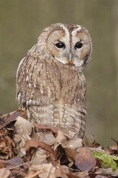 Tawny Owl (Strix aluco) adult male, looking over shoulder, standing amongst fallen beech leaves on woodland floor