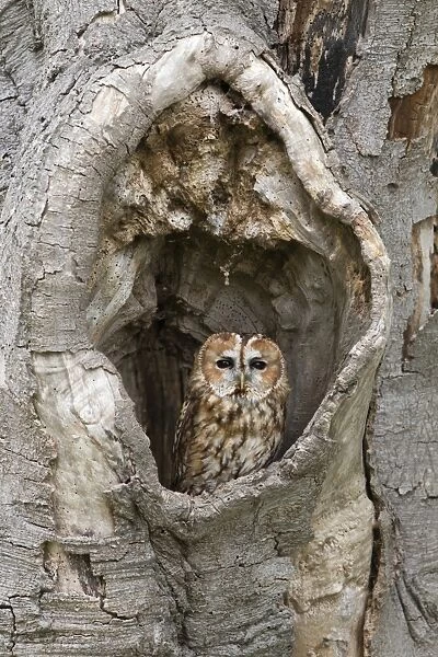 Tawny Owl (Strix aluco) adult, perched in hollow tree, Suffolk, England, May (captive)