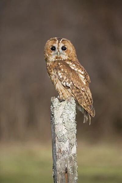 Tawny Owl (Strix aluco) adult, perched on lichen covered post, Suffolk, England, January (captive)