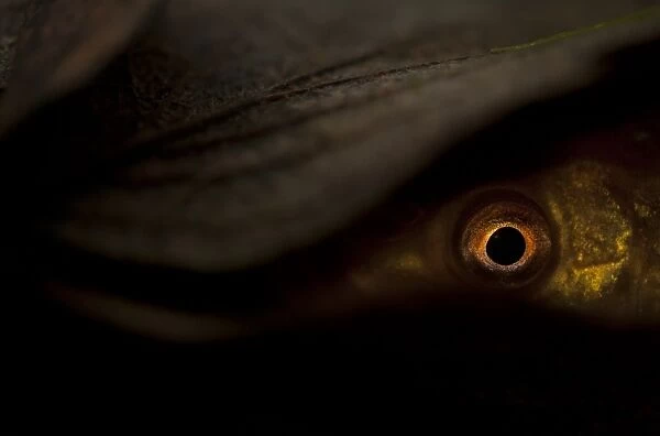 Tench (Tinca tinca) adult, hiding amongst leaf litter at bottom of pond, Yorkshire, England, March