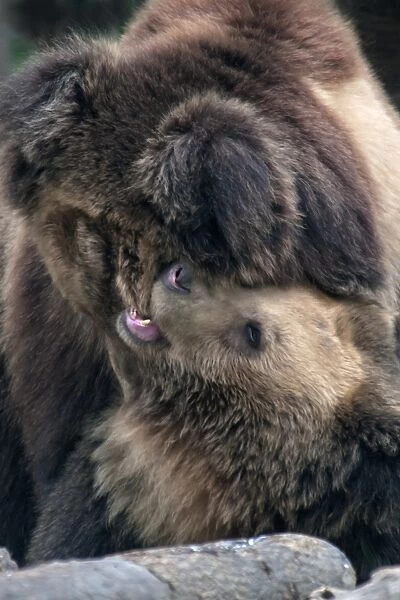 Tibetan Bear (Ursus arctos pruinosus) two adults, play-fighting, Animals Asia Rescue Centre, Chengdu, Sichuan, China, april
