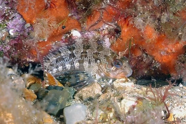 Tompot Blenny (Parablennius gattorugine) adult, swimming amongst rocks, Swanage Pier, Swanage Bay, Isle of Purbeck