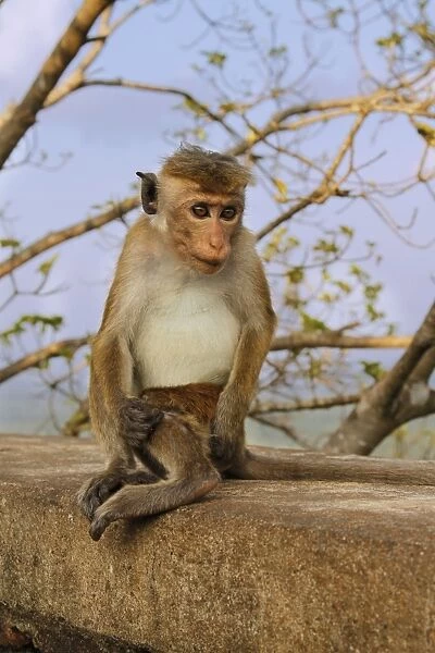 Toque Macaque (Macaca sinica sinica) immature, sitting on wall, Sigiriya Rock Fortress, Sri Lanka, February