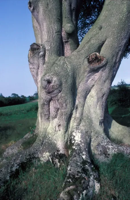Framed Print : Beech Tree Close-up Print Framed Print : Beech Tree Close-up Print