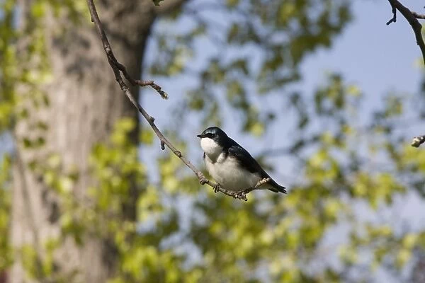 Tree Swallow (Tachycineta bicolor) adult male, calling, communicating with female at nest, North Dakota, U. S. A. may