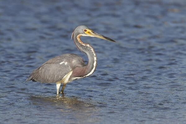 Tricoloured Heron (Egretta tricolor) adult, fishing in shallow water, Everglades, Florida, U. S. A. March