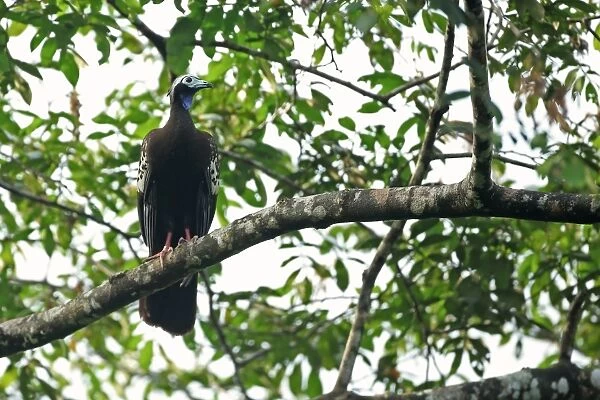 Trinidad Piping-guan (Pipile pipile) adult, perched on branch, Trinidad, Trinidad and Tobago, March