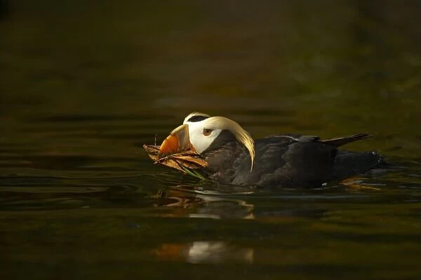 Tufted Puffin (Fratercula cirrhata) adult, breeding plumage, swimming with nesting material in beak, Oregon, U. S. A